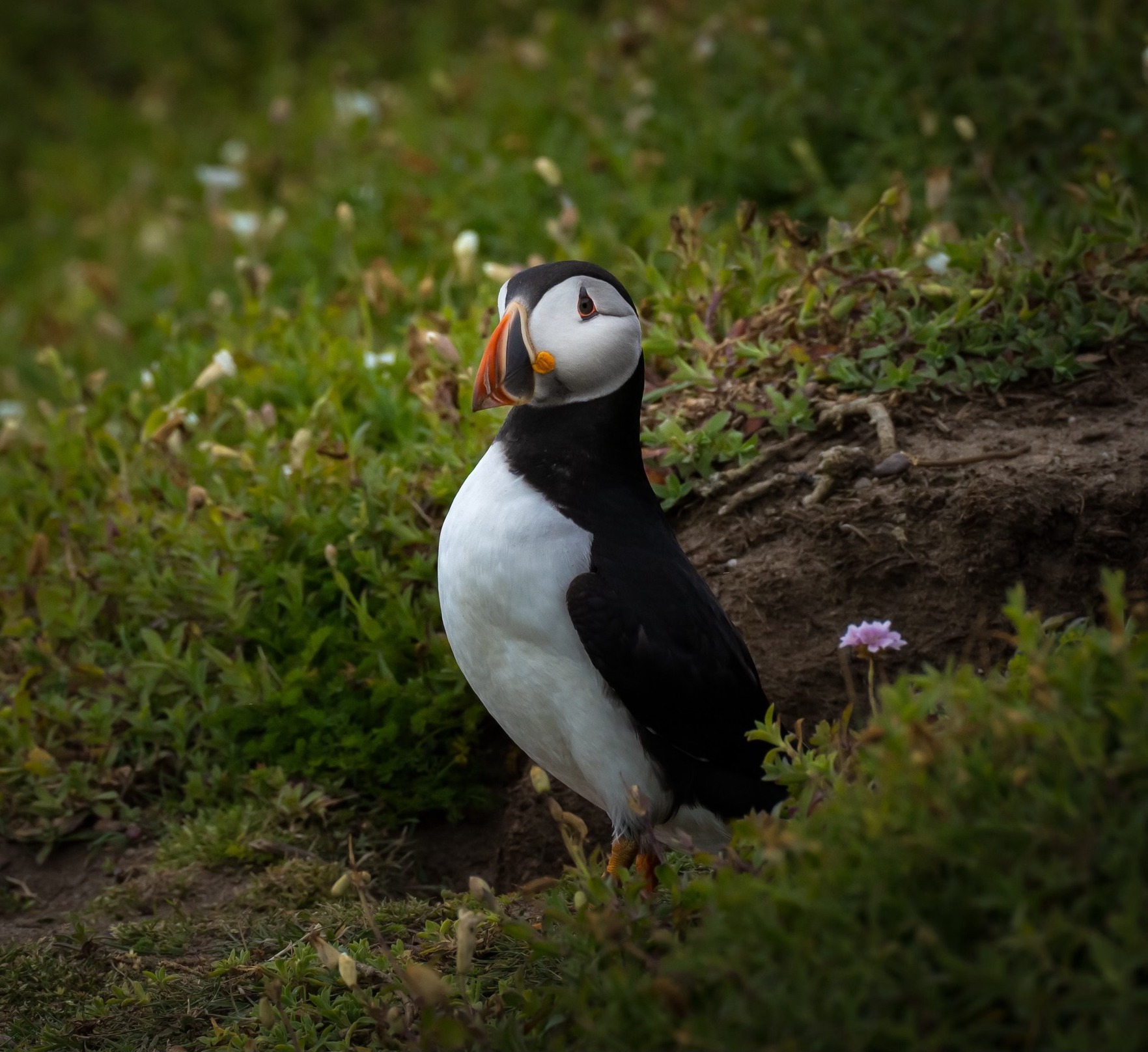 Atlantic puffin